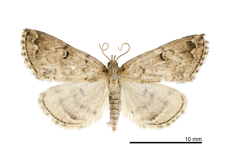 Sinarella guanyuanensis Male